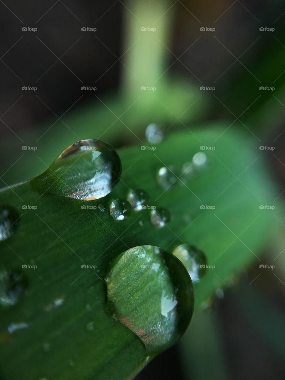 Rain, Leaf, Dew, Drop, Nature