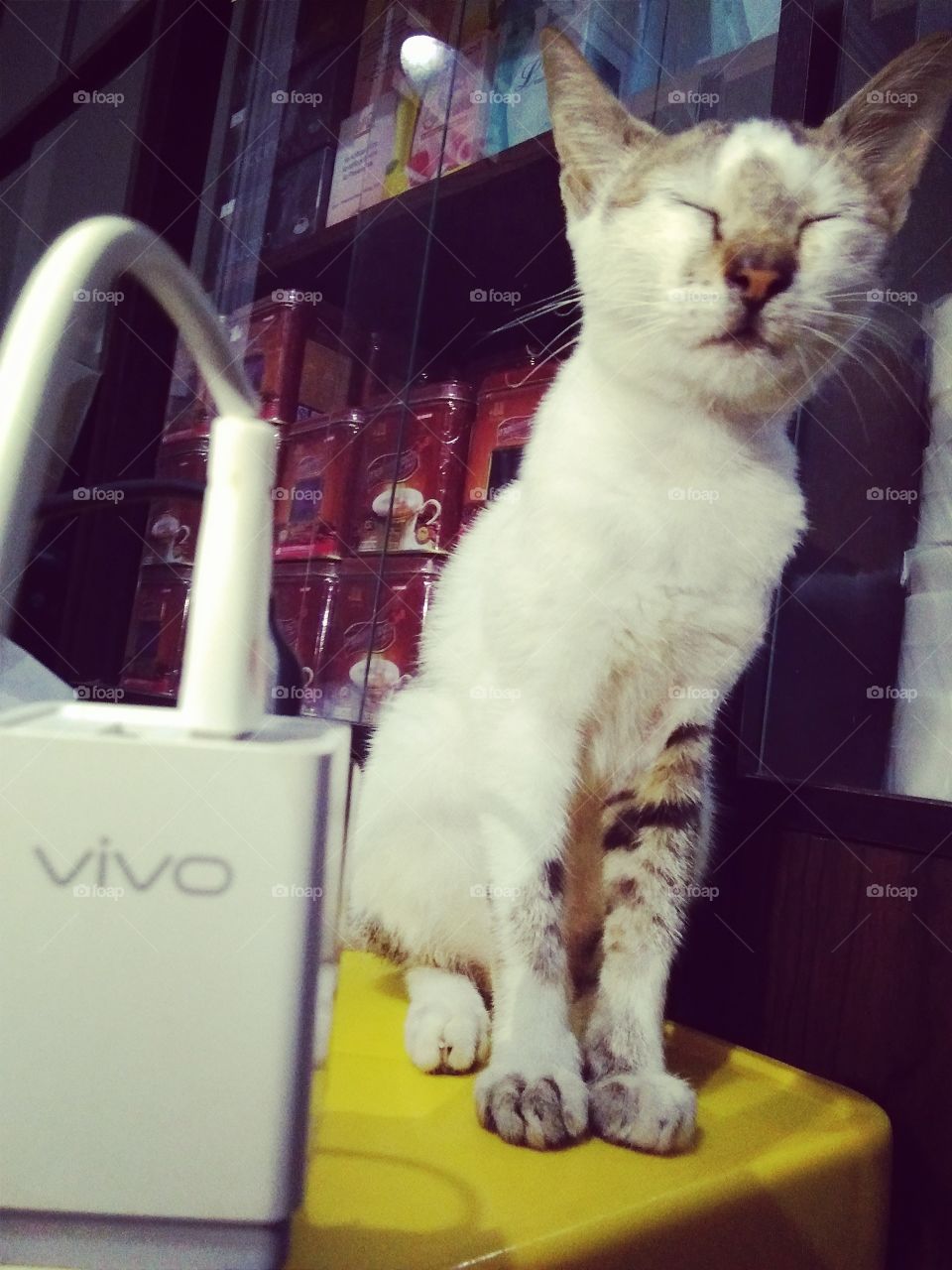precious moment between Vivo charger and cat .