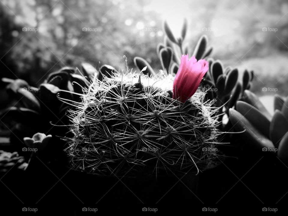 Desert flower. Cactus flower in the light