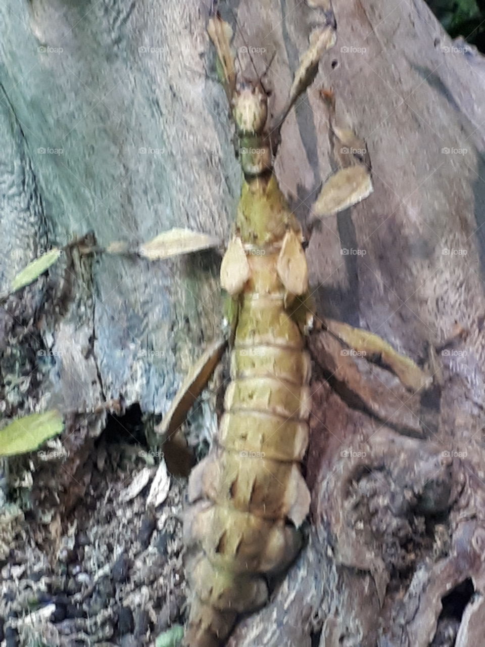 Nature, Wood, Tree, Invertebrate, Insect