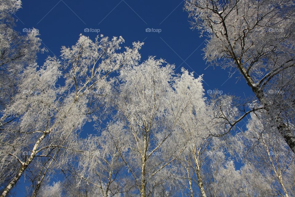 Winter magical forest