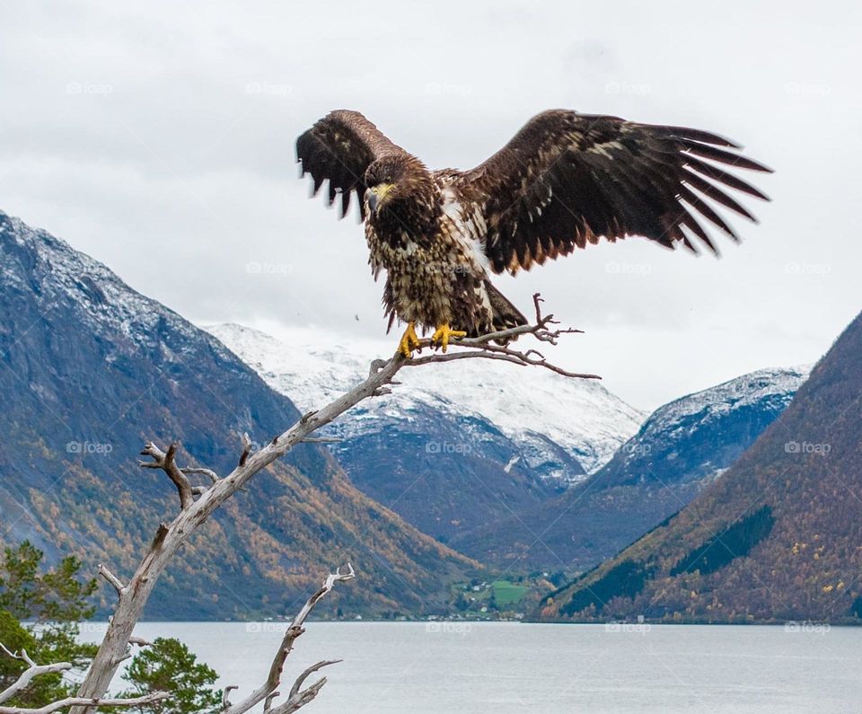 Eagle sitting in the tree at sea 