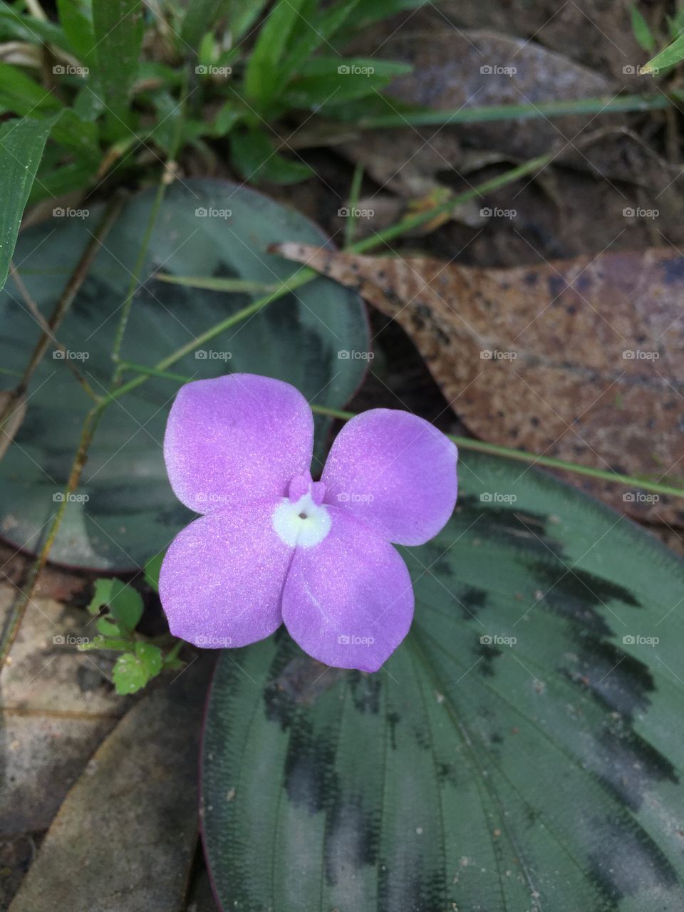 Flower in garden 