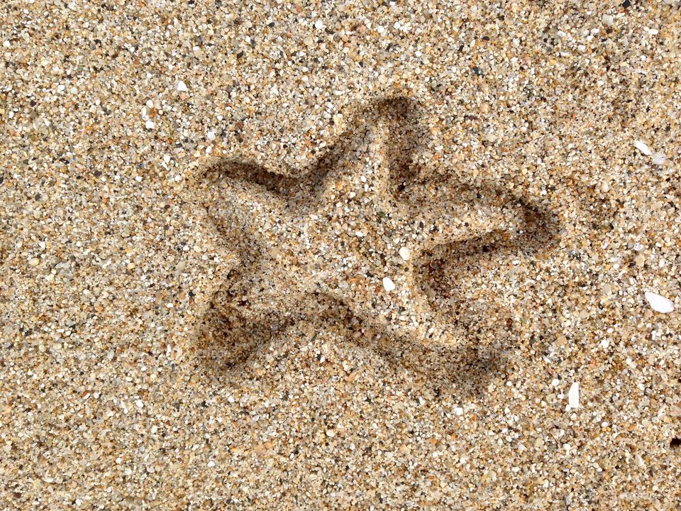 Sea star