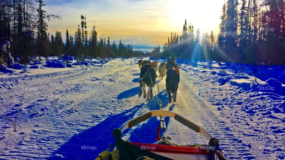 Fairbanks Alaska dog sledding