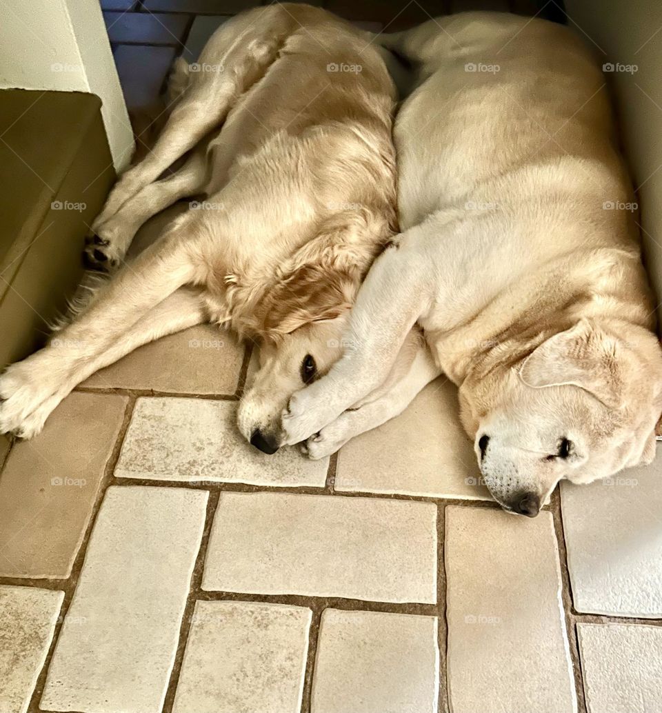 Two dogs lying down beside each other 