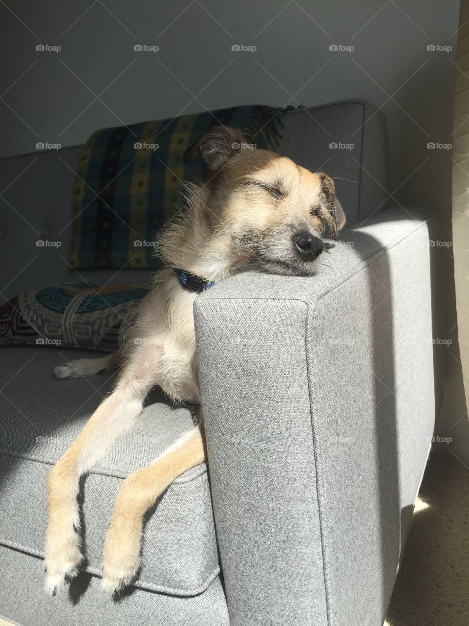 Ralphie, terrier mix, has no trouble sleeping in all kinds of positions!