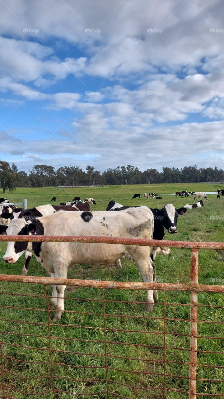 Australia's beautiful cows  grass graze