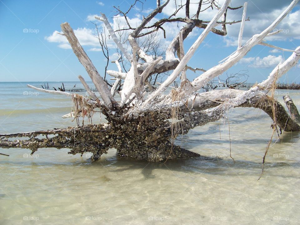 Barnacles on fallen tree in ocean