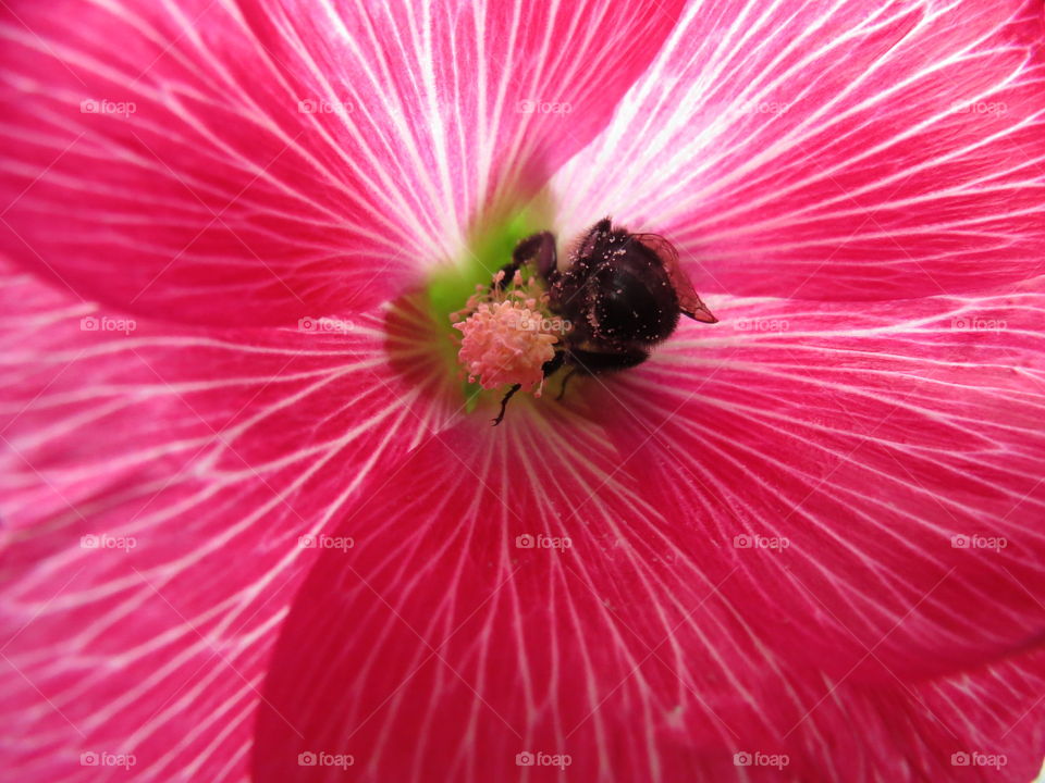 Pollen dusted bee inside a hibiscus.