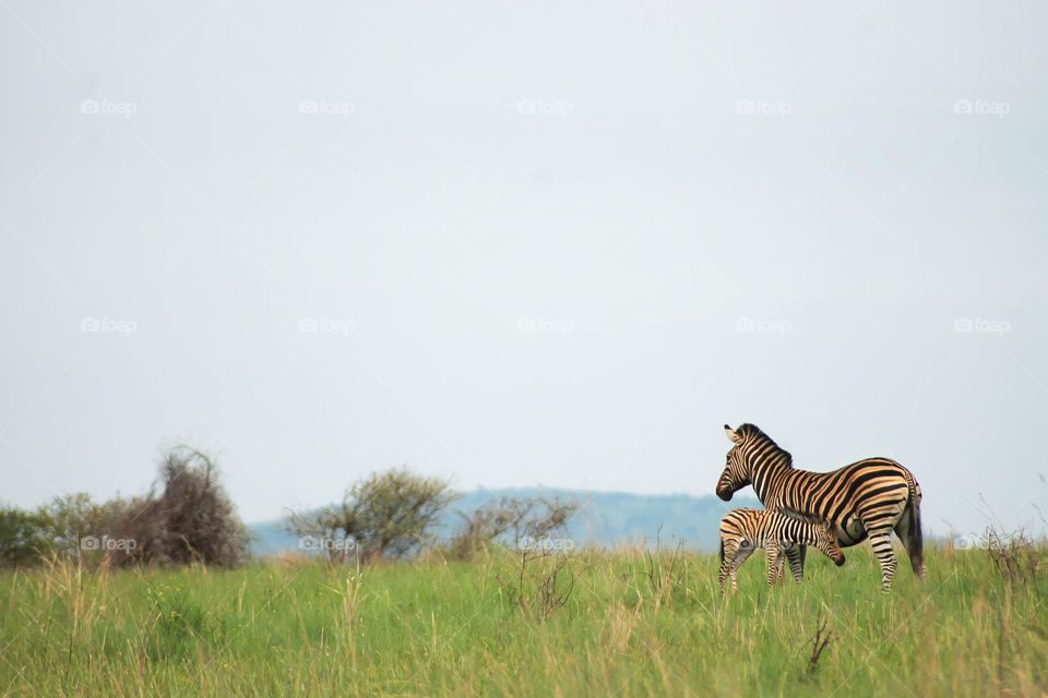 Beautiful moment between baby and mother zebra in Pilanesberg National Park, South Africa