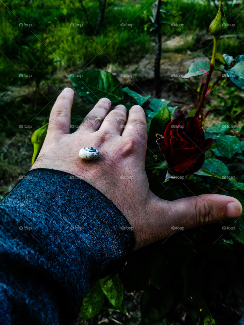Snail on hand And Red rose flower