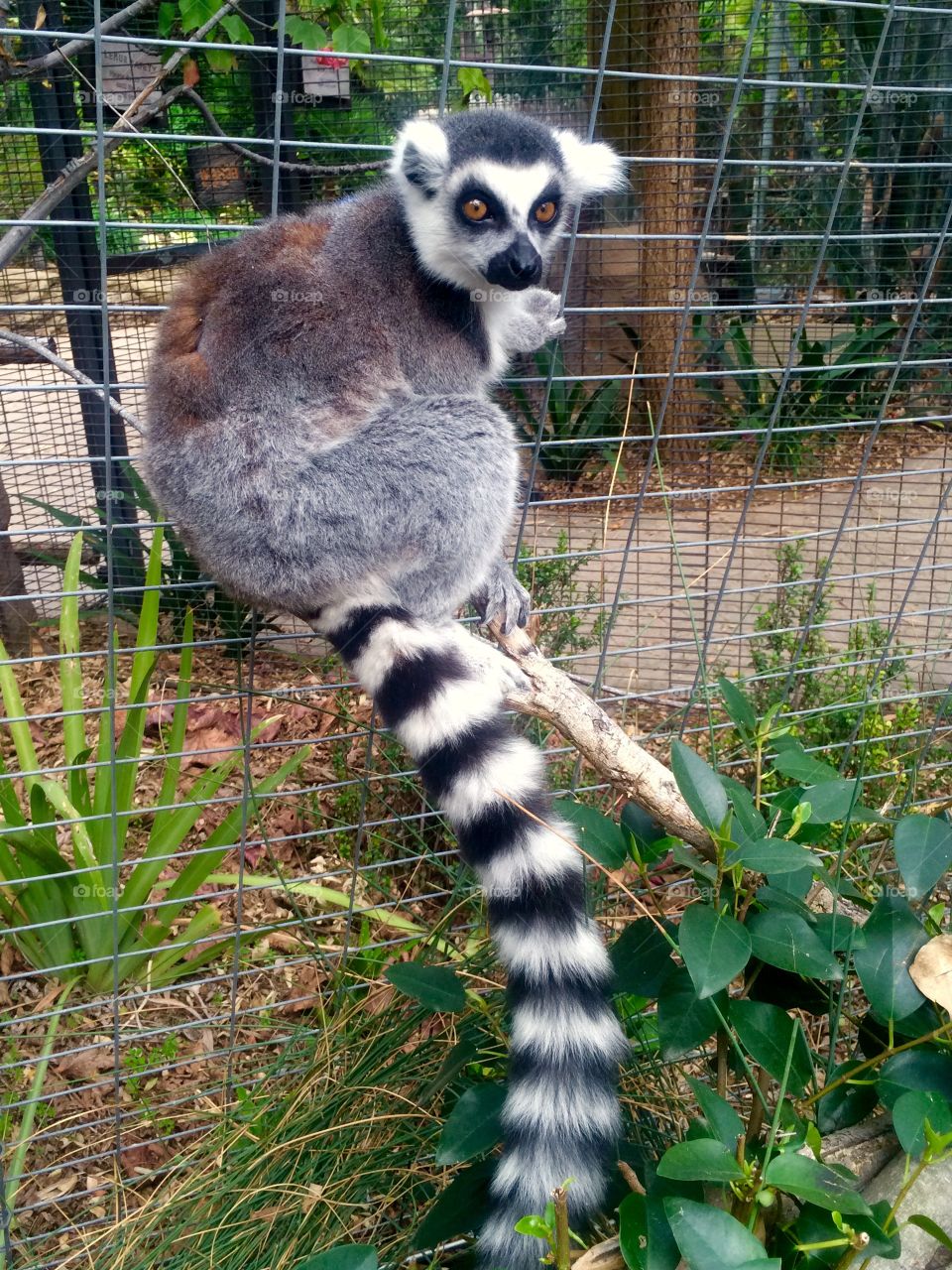 Ring-tailed lemur 