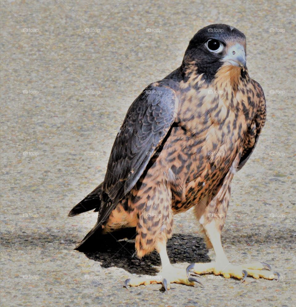 wildlife, a injured falcon standing on the ground.