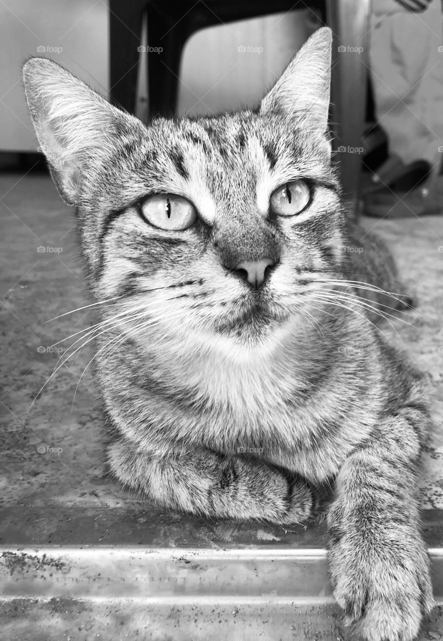 My lazy work buddy, taking her time resting as usual. Typical Susan m. Taken this morning, edited in monochrome
