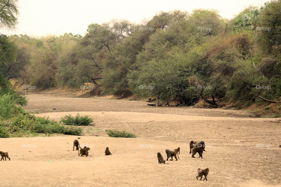 My first experience in filming wildlife in Dandar Nature Reserve in Sudan