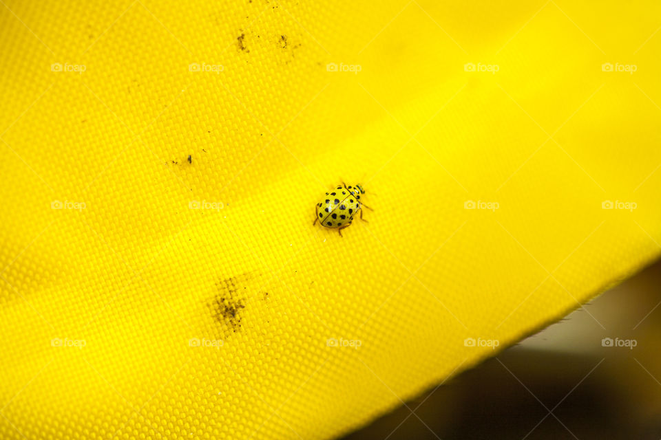 yellow ladybird on yellow