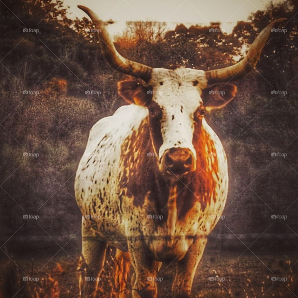 Is there a competitor