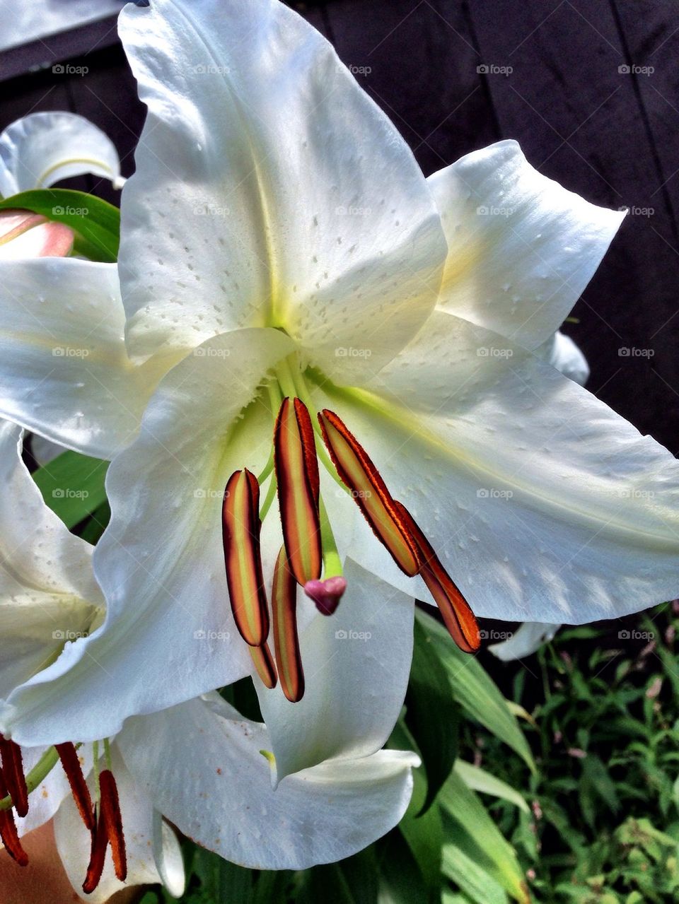 White Lilly