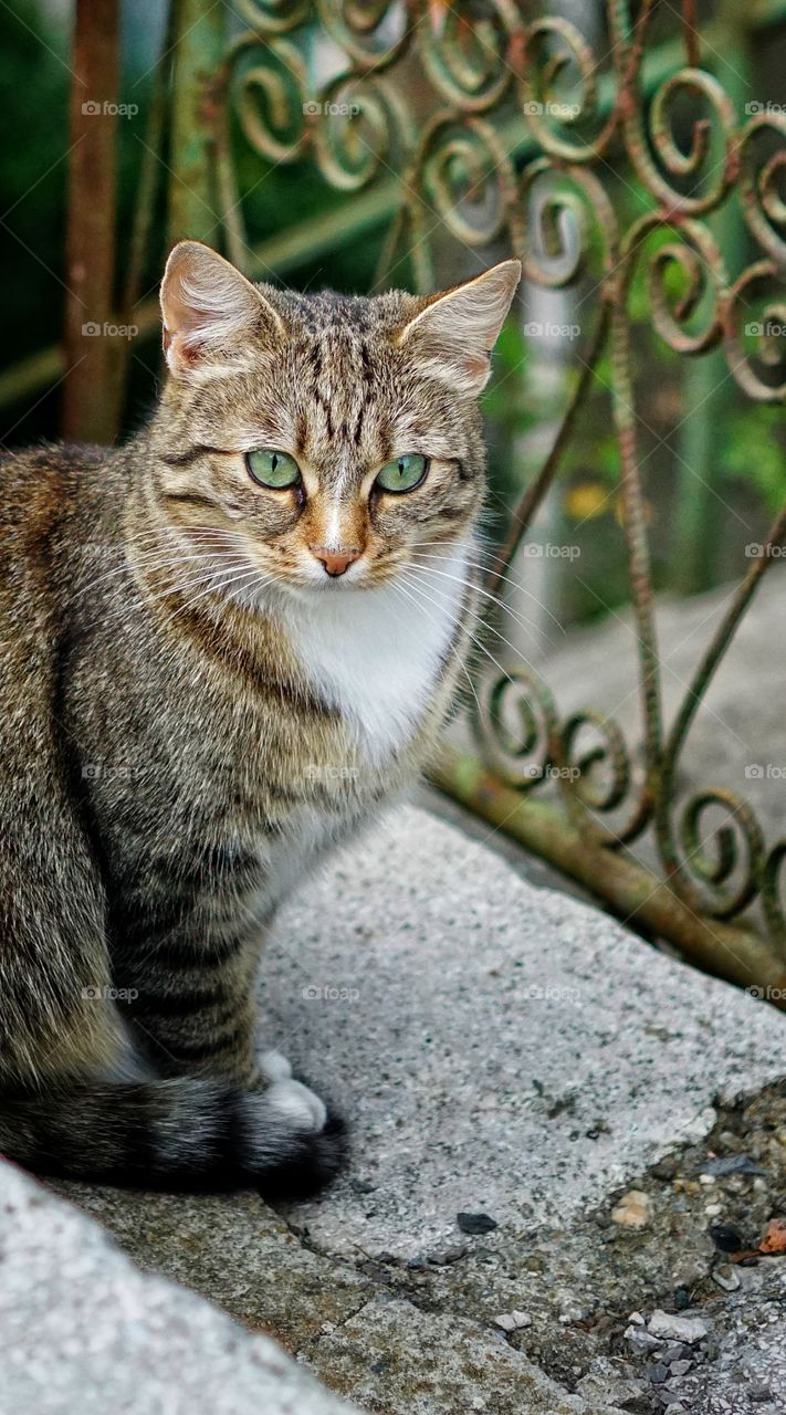 Green eyes  - closeup