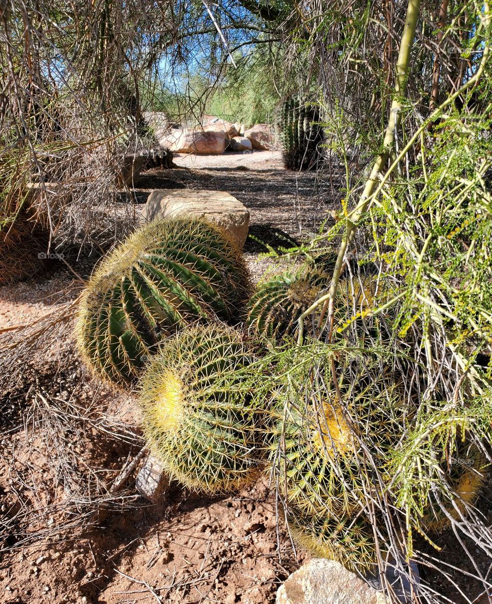 Barrel Cactus in the Desert