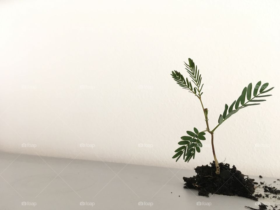 little tree 