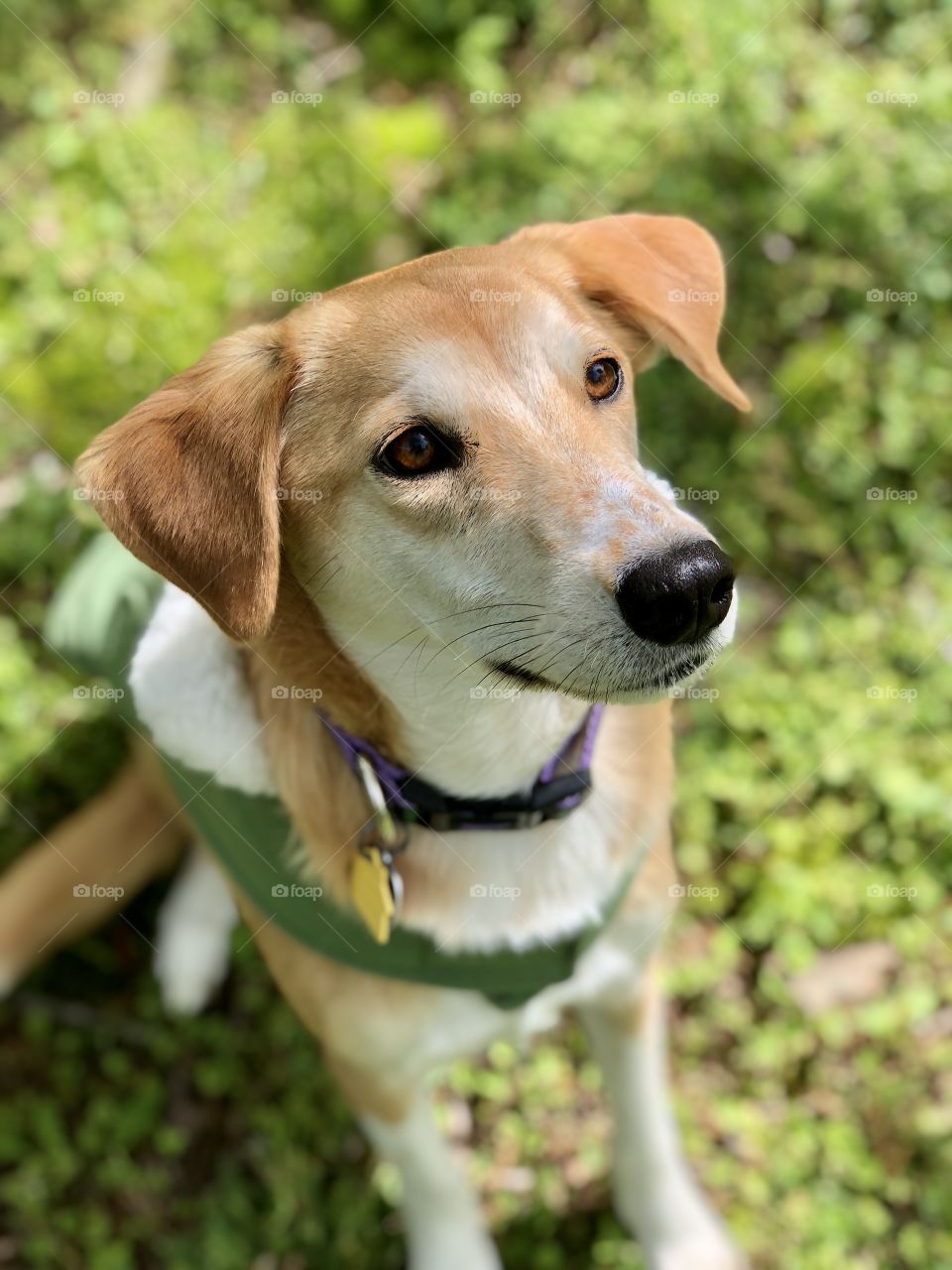 Pretty hound dog wearing collar and green coat sitting in grass 