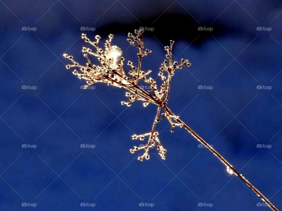 Icy twig