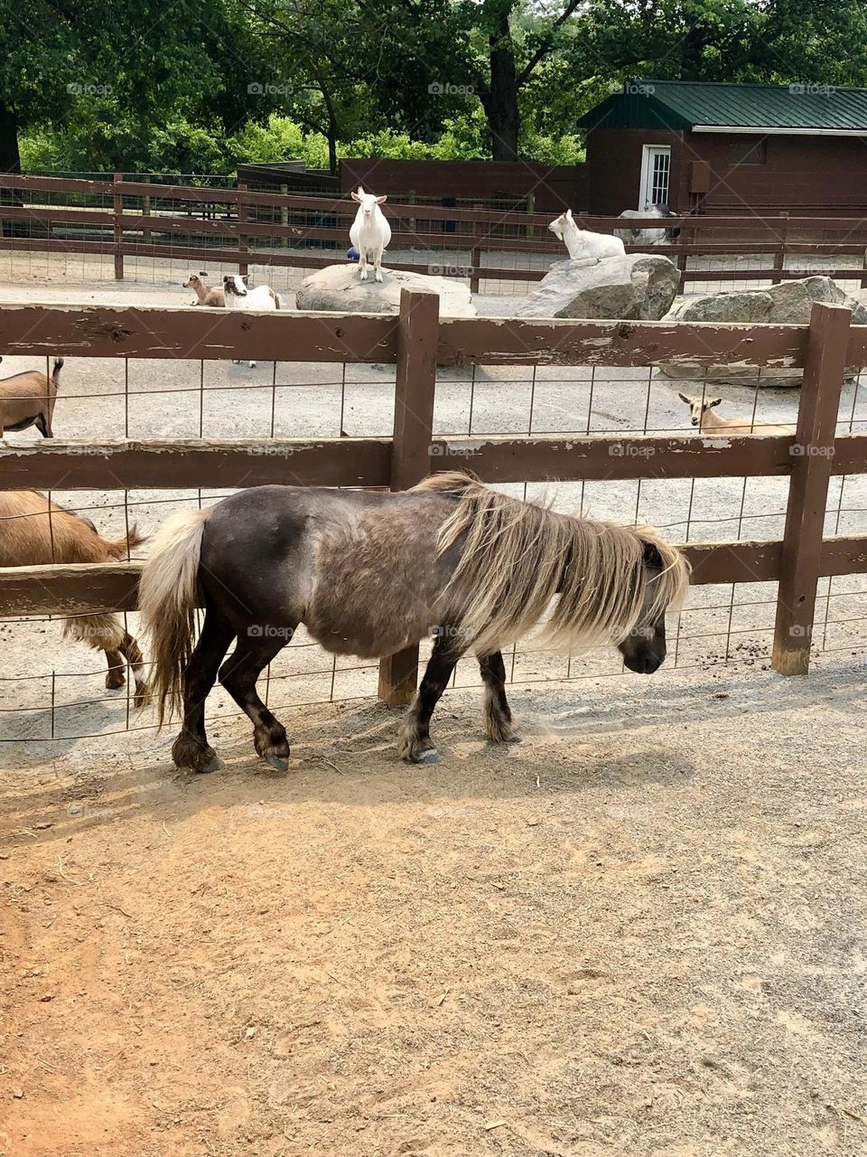 Nova Wild Zoo - Small horse 🐎