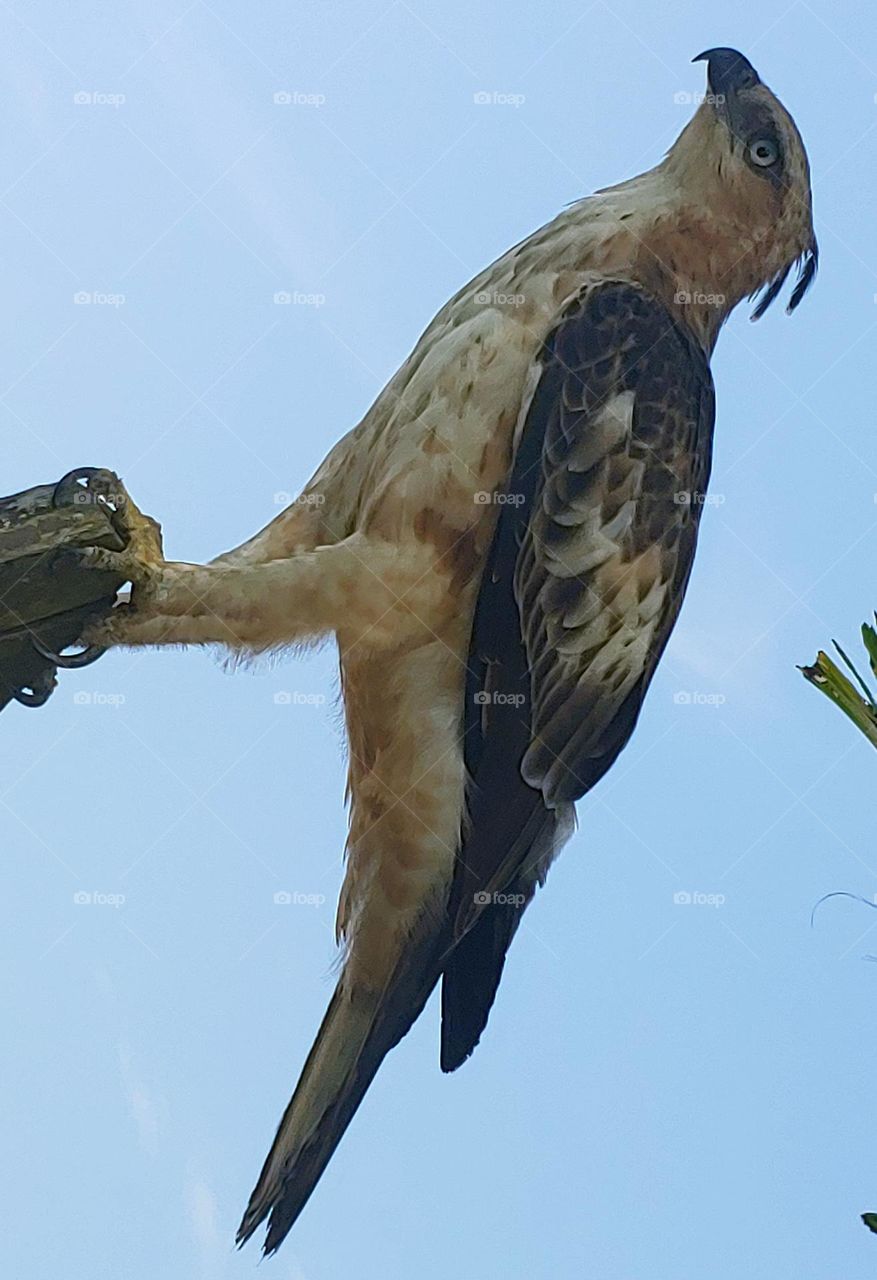 the hawk captured