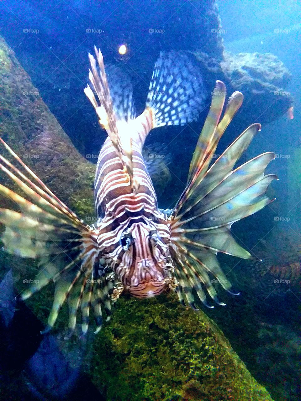 Lionfish! His stripes are gorgeous.