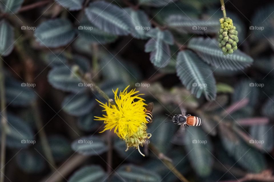 Plants are the largest food source in the world