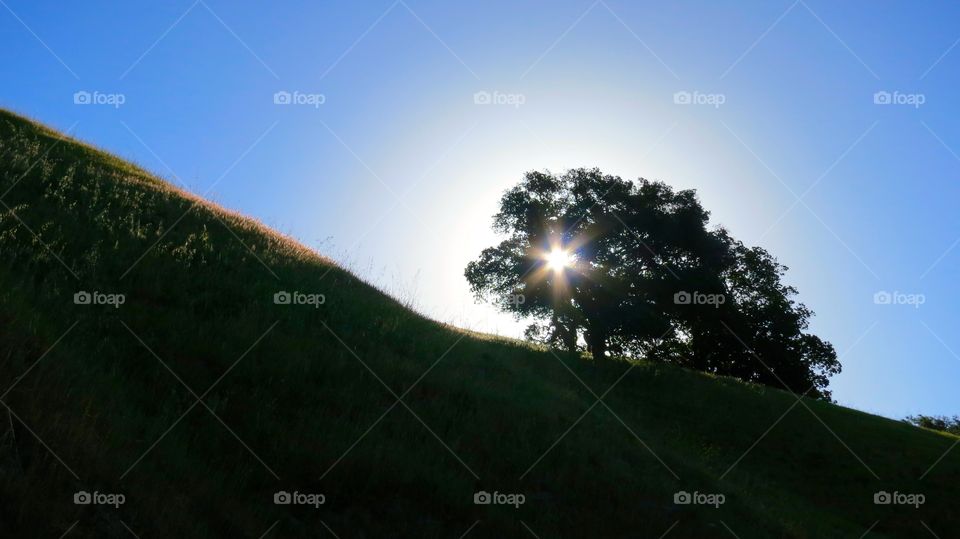 Landscape, Sky, Light, Sun, Tree
