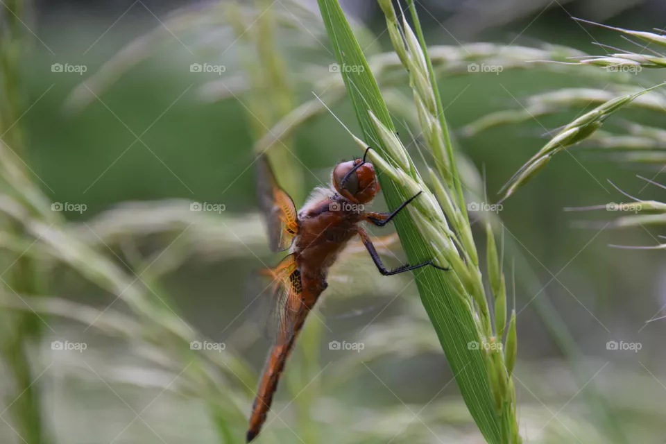 ruhende Libelle