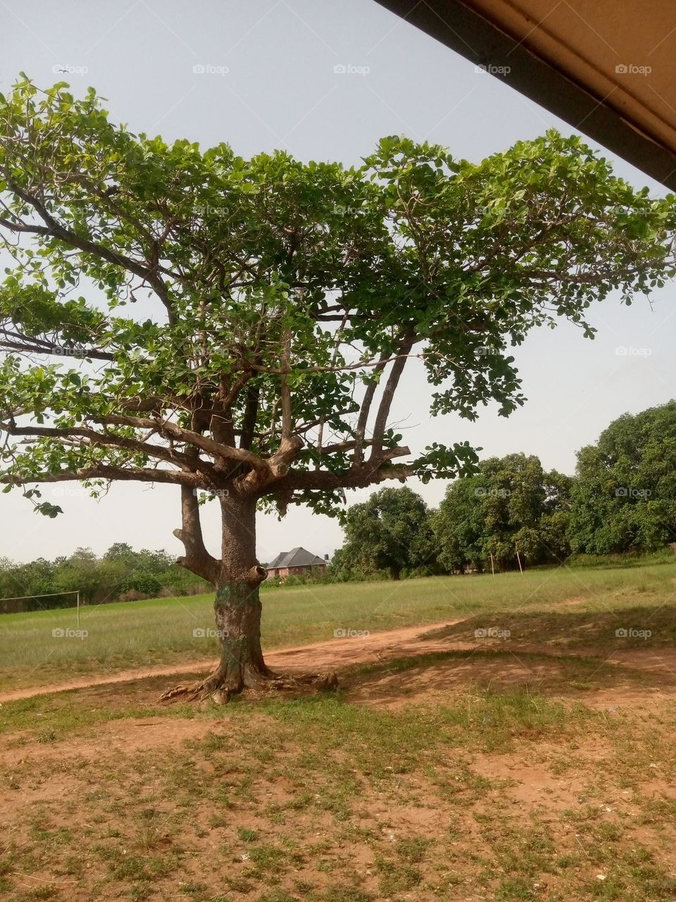 a very beautiful fruit tree with skil with wild  back ground