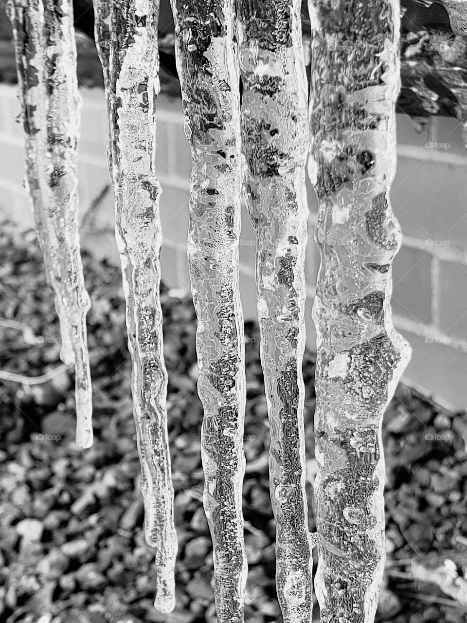 Thick icicles dangle to the Ground on a cold winter day. 