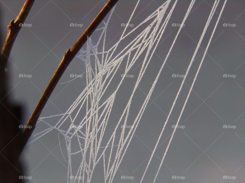 Spinnennetz mit Reif überzogen
