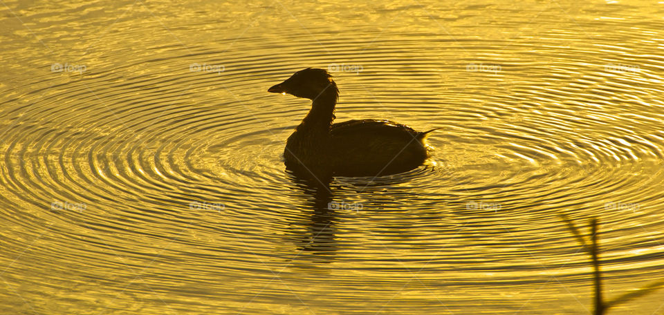 water gold duck florida by raos