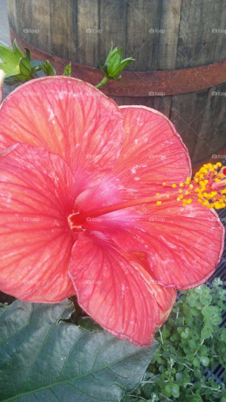 No Person, Leaf, Nature, Flower, Summer