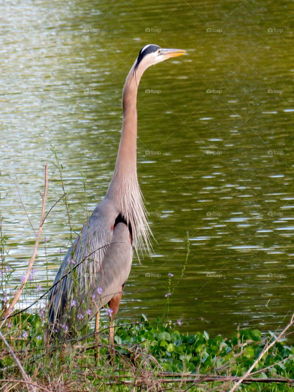 Great blue heron