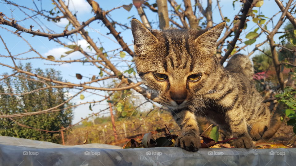 Sasha, the cat. Lovely day