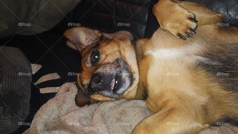 Mein Hund ist total entspannt