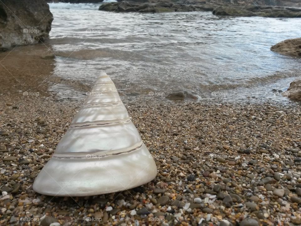 seashell