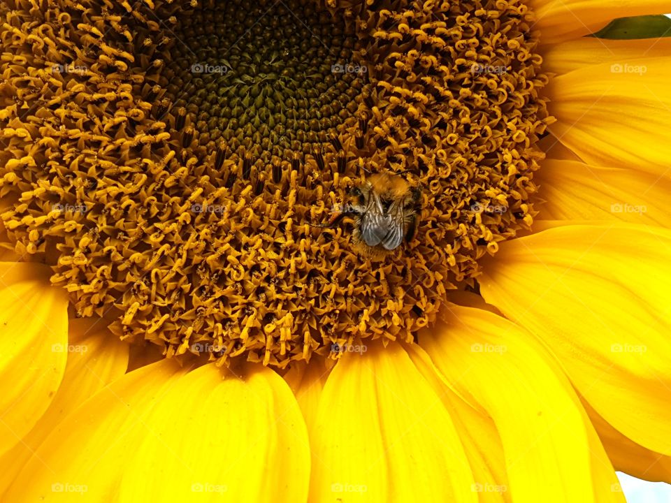 on a sunflower bee