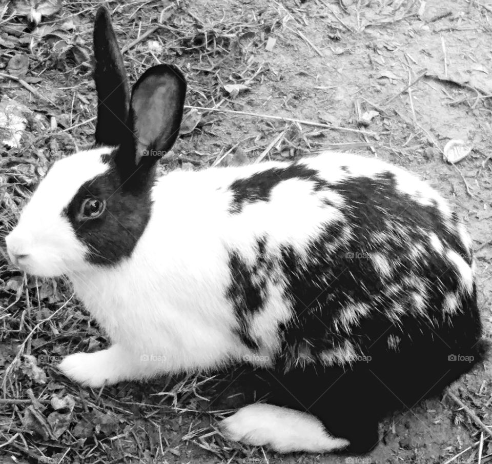 my beautifull rabbit so amaizing nd awesome picture