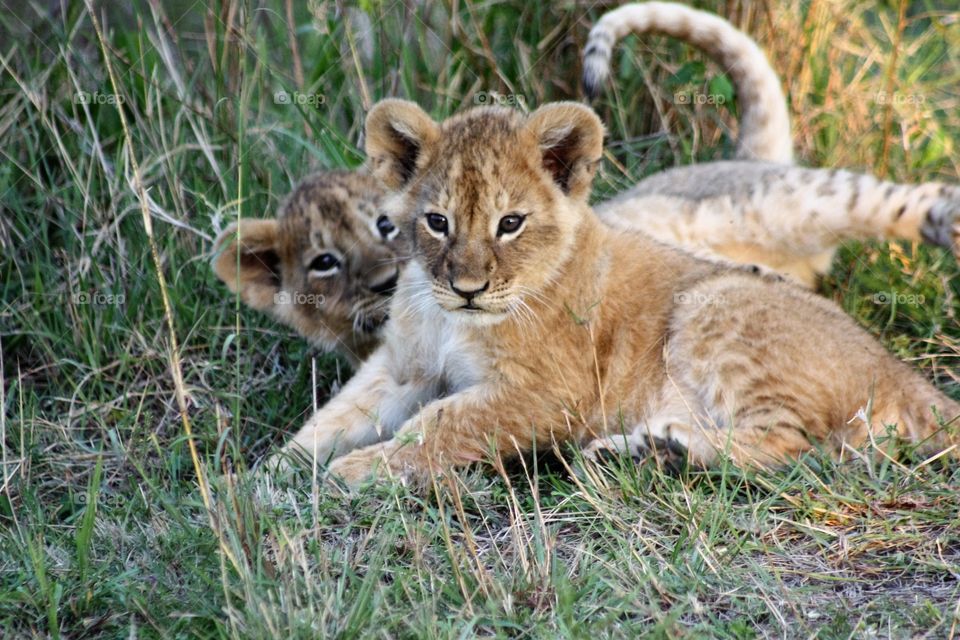 Two lion cubs lying on grass