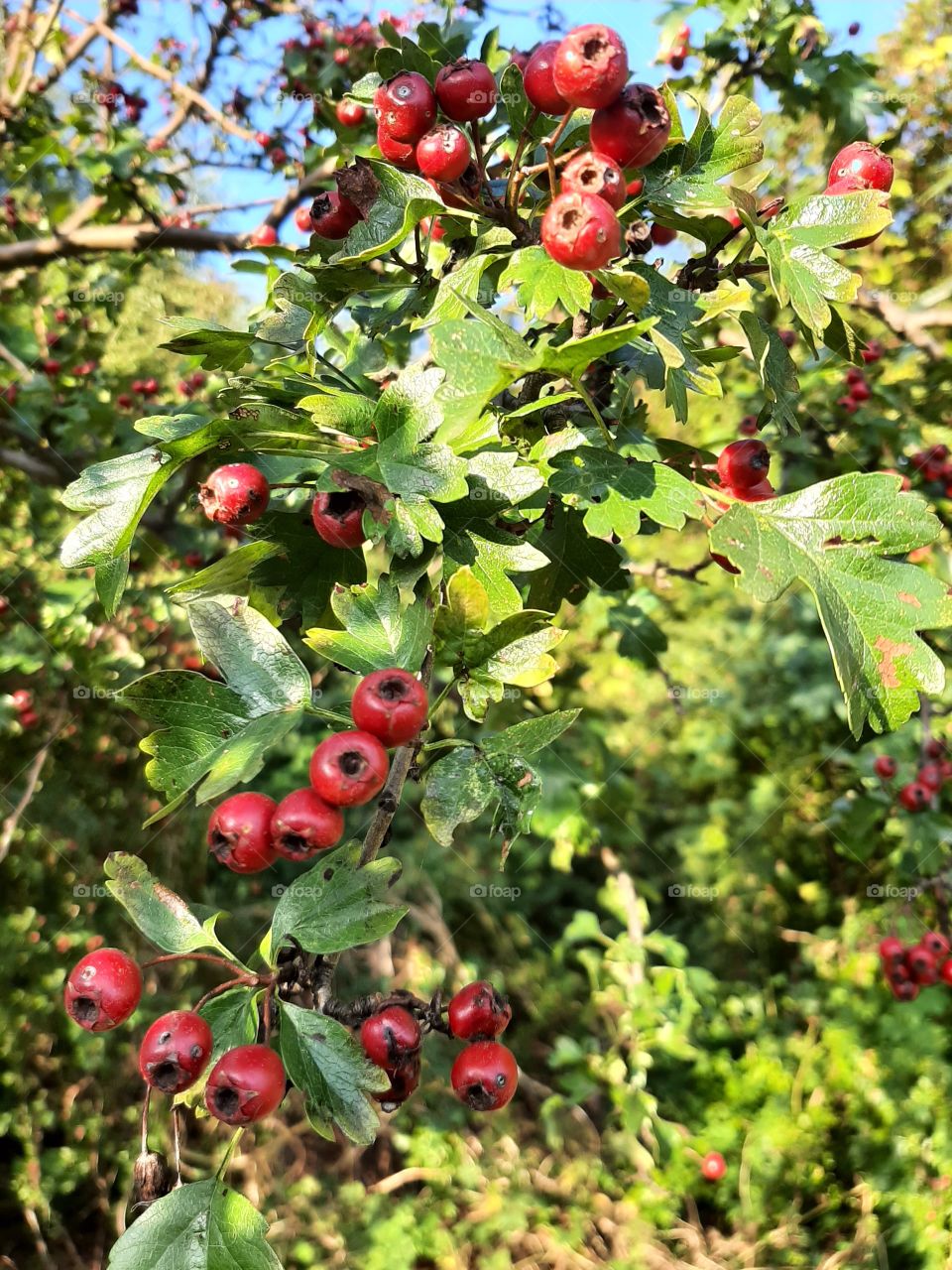 red hawthorn in late summer