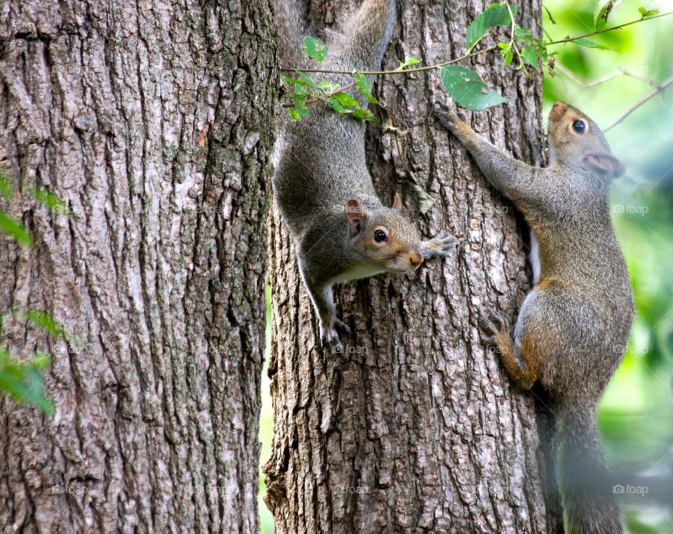 Playful Squirrels 