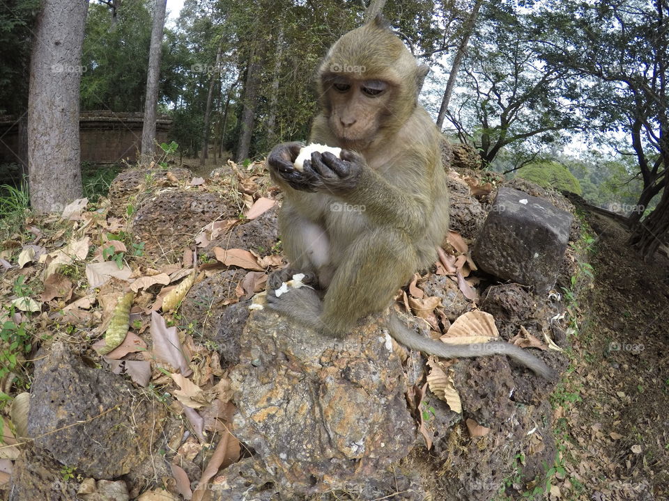 Monkey eating 