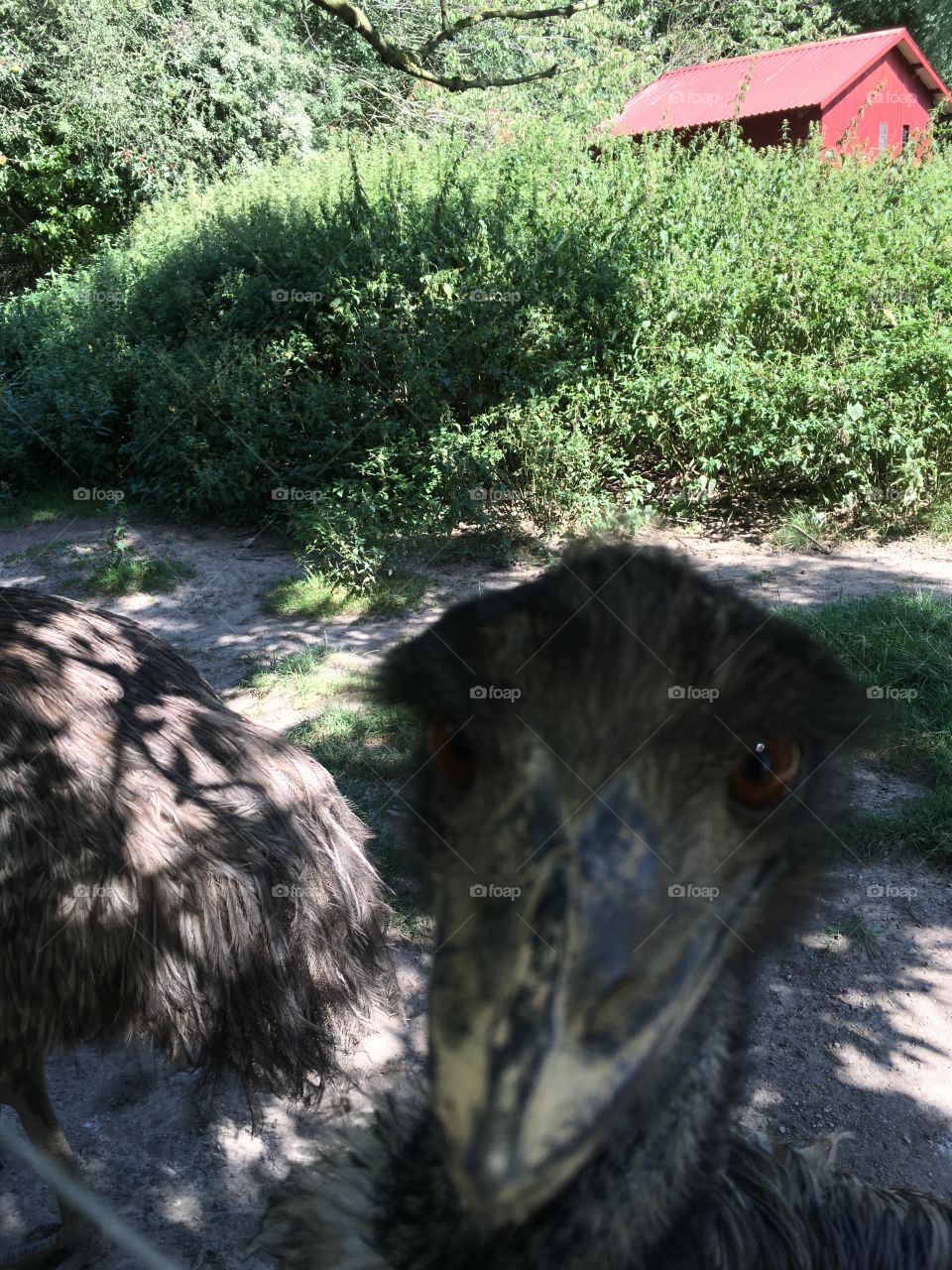 ostrich